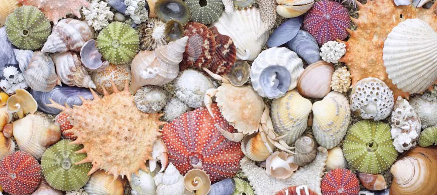 Bilde av skjell og krabber