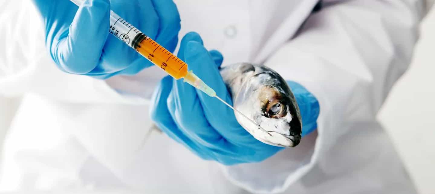 Person i frakk med handsker som setter en sprøyte i en fisk 