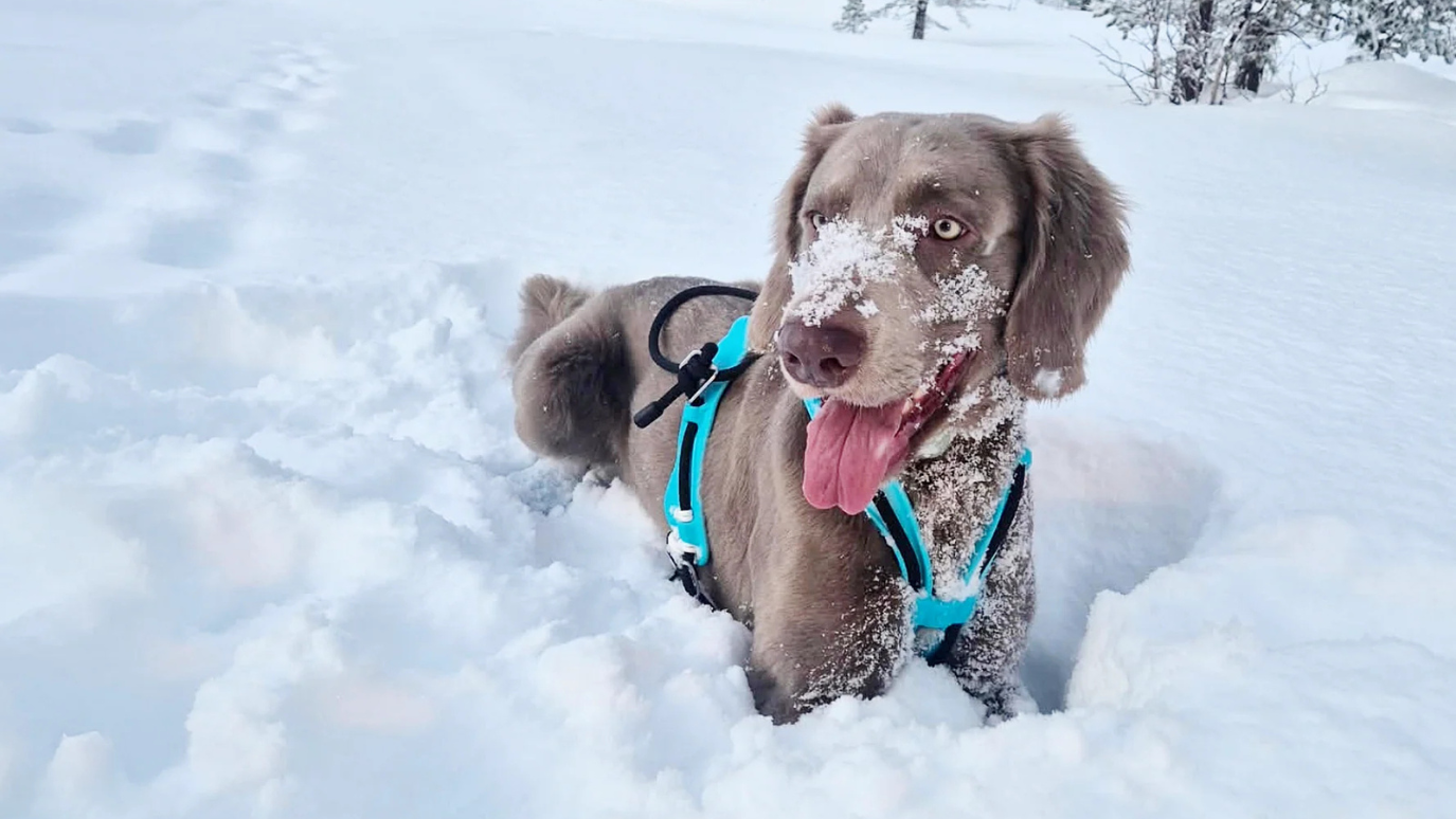 Fra irritasjon til patent: Slik sikret Anne sin egen hundesele
